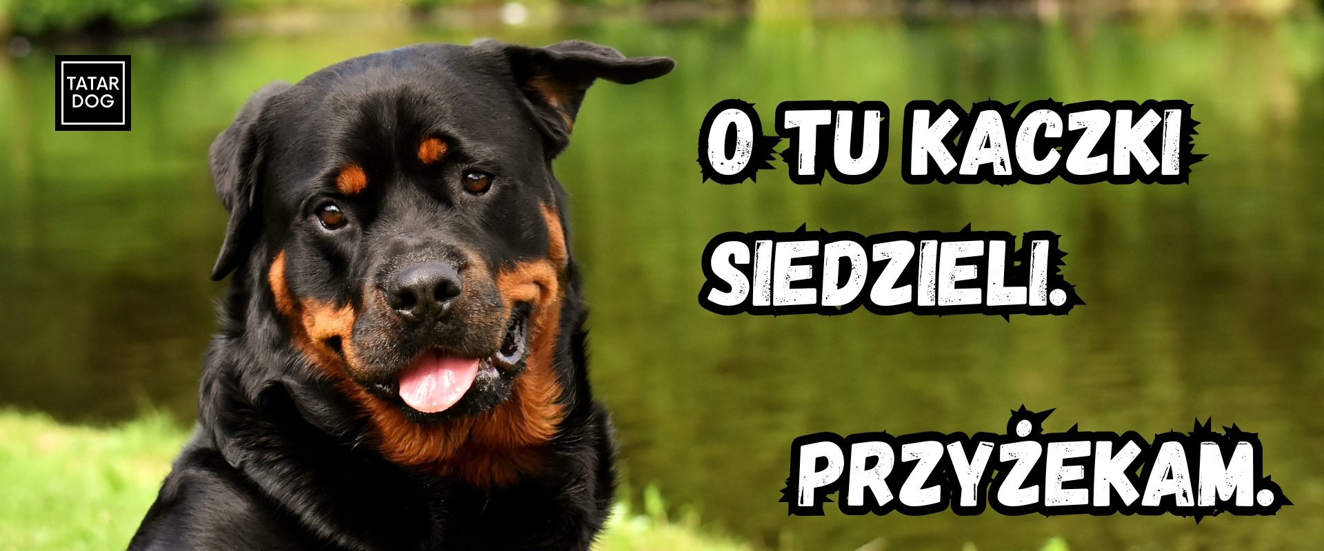 Rottweiler - jaka to rasa